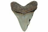 Fossil Megalodon Tooth - North Carolina #255211-1